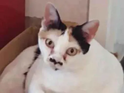 Gato raça SRD-ViraLata idade 6 ou mais anos nome Vaca