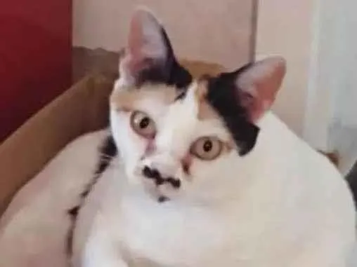 Gato ra a SRD-ViraLata idade 6 ou mais anos nome Vaca