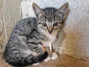 Gato raça SRD-ViraLata idade 2 a 6 meses nome Sem nome 