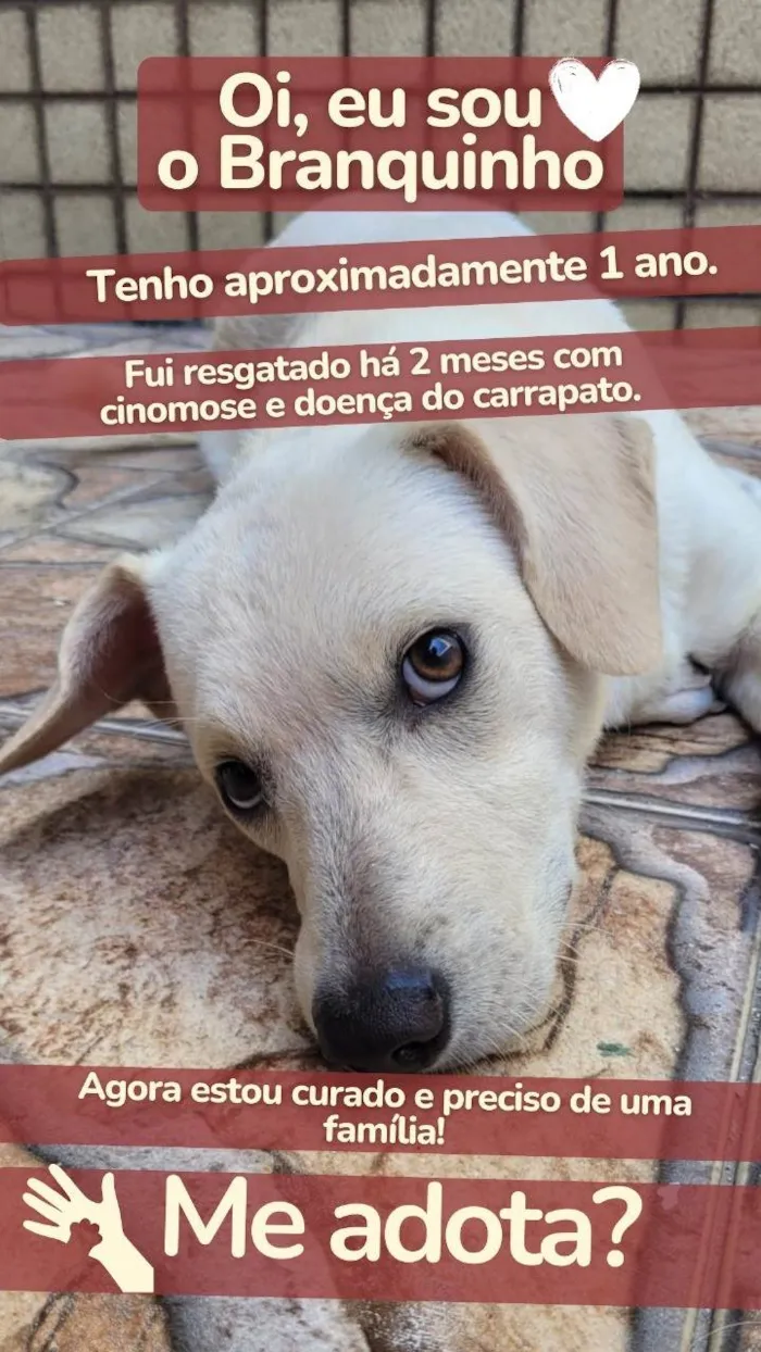 Cachorro ra a SRD-ViraLata idade 1 ano nome Branquinho