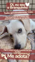 Branquinho