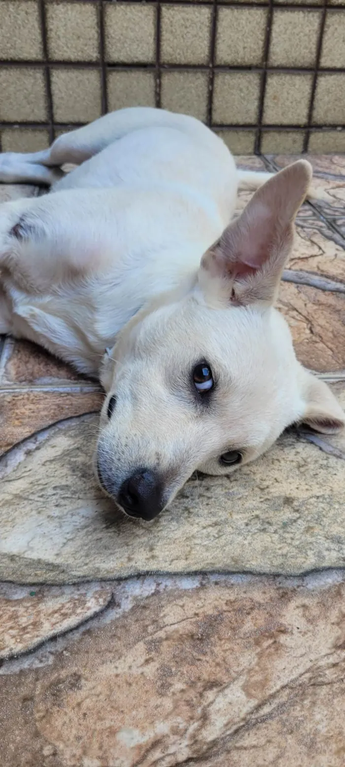 Cachorro ra a SRD-ViraLata idade 1 ano nome Branquinho