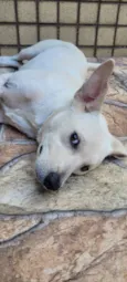 Branquinho
