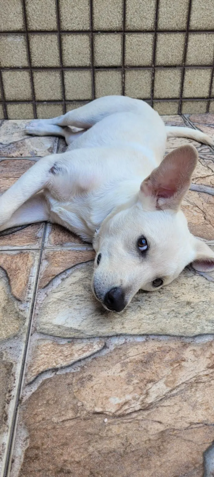 Cachorro ra a SRD-ViraLata idade 1 ano nome Branquinho