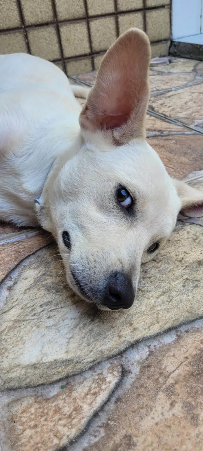 Cachorro ra a SRD-ViraLata idade 1 ano nome Branquinho