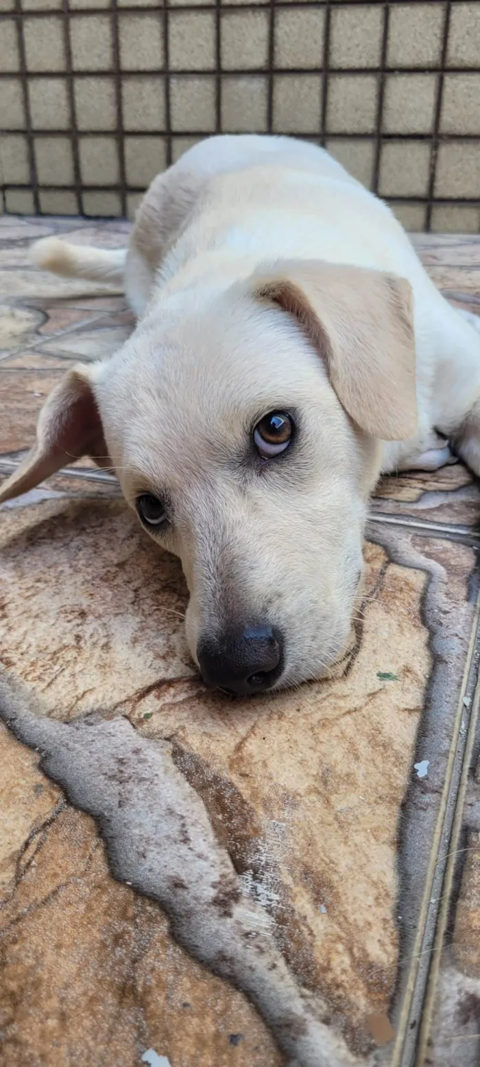 Cachorro ra a SRD-ViraLata idade 1 ano nome Branquinho