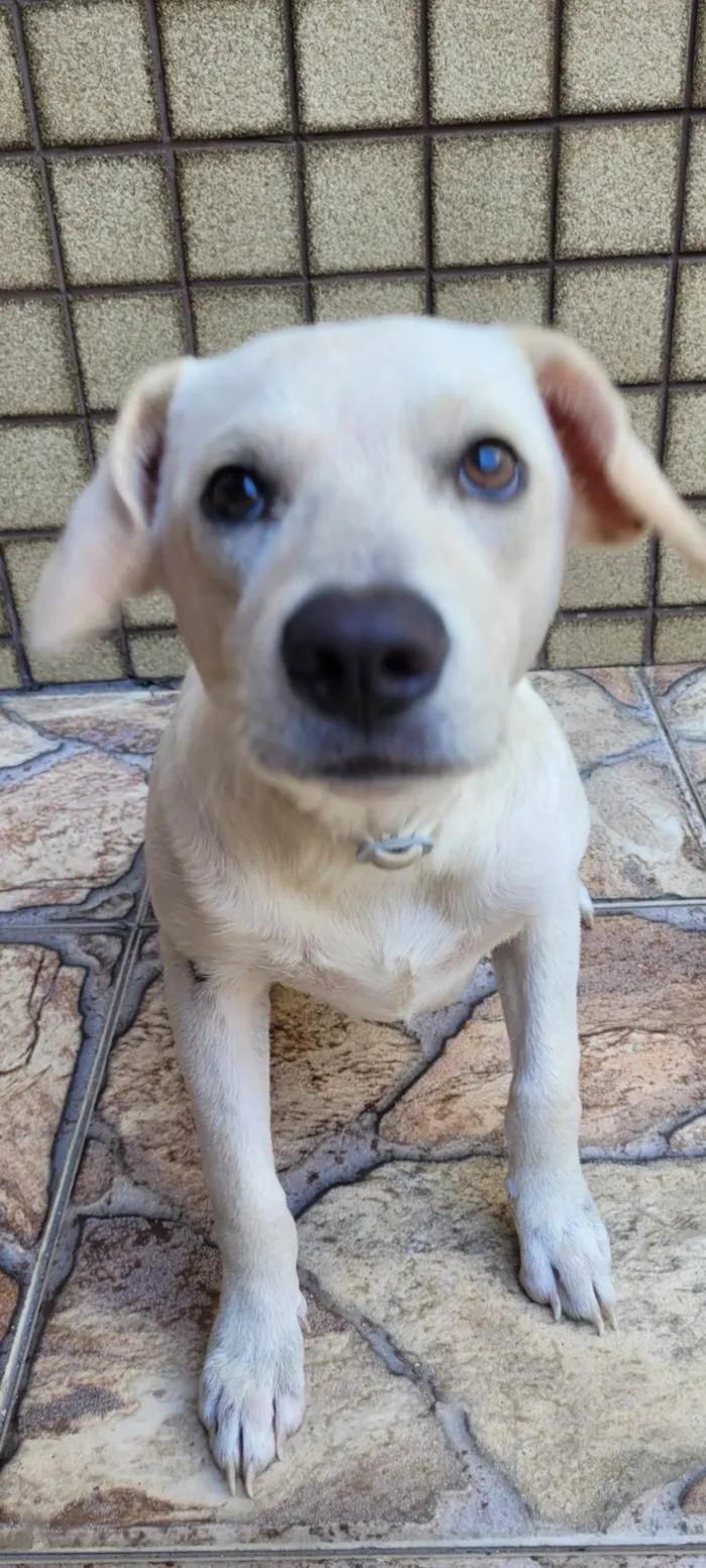 Cachorro ra a SRD-ViraLata idade 1 ano nome Branquinho