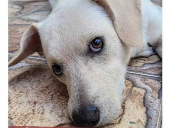 Cachorro ra a SRD-ViraLata idade 1 ano nome Branquinho