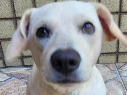 Cachorro raça SRD-ViraLata idade 1 ano nome Branquinho