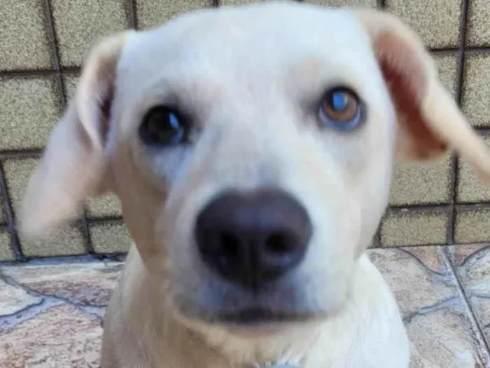Cachorro ra a SRD-ViraLata idade 1 ano nome Branquinho