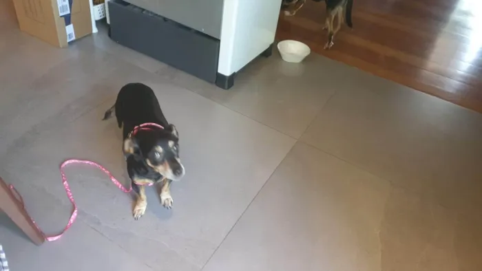 Cachorro ra a SRD-ViraLata idade 6 ou mais anos nome LILA