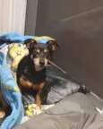 LILA