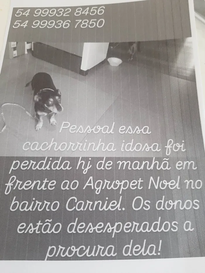 Cachorro ra a SRD-ViraLata idade 6 ou mais anos nome LILA