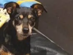 Cachorro raça SRD-ViraLata idade 6 ou mais anos nome LILA