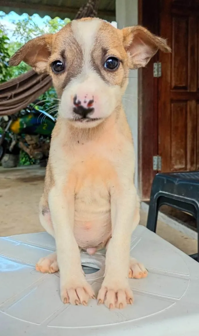 Cachorro ra a SRD-ViraLata idade 2 a 6 meses nome Filhotes