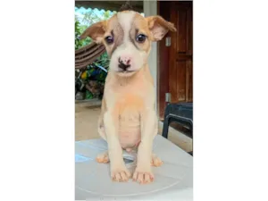 Cachorro raça SRD-ViraLata idade 2 a 6 meses nome Filhotes