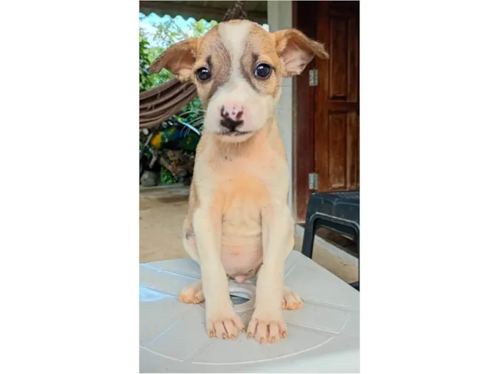 Cachorro ra a SRD-ViraLata idade 2 a 6 meses nome Filhotes