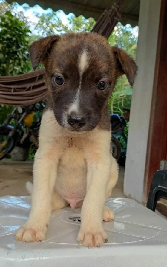 Cachorro ra a SRD-ViraLata idade 2 a 6 meses nome Filhotes