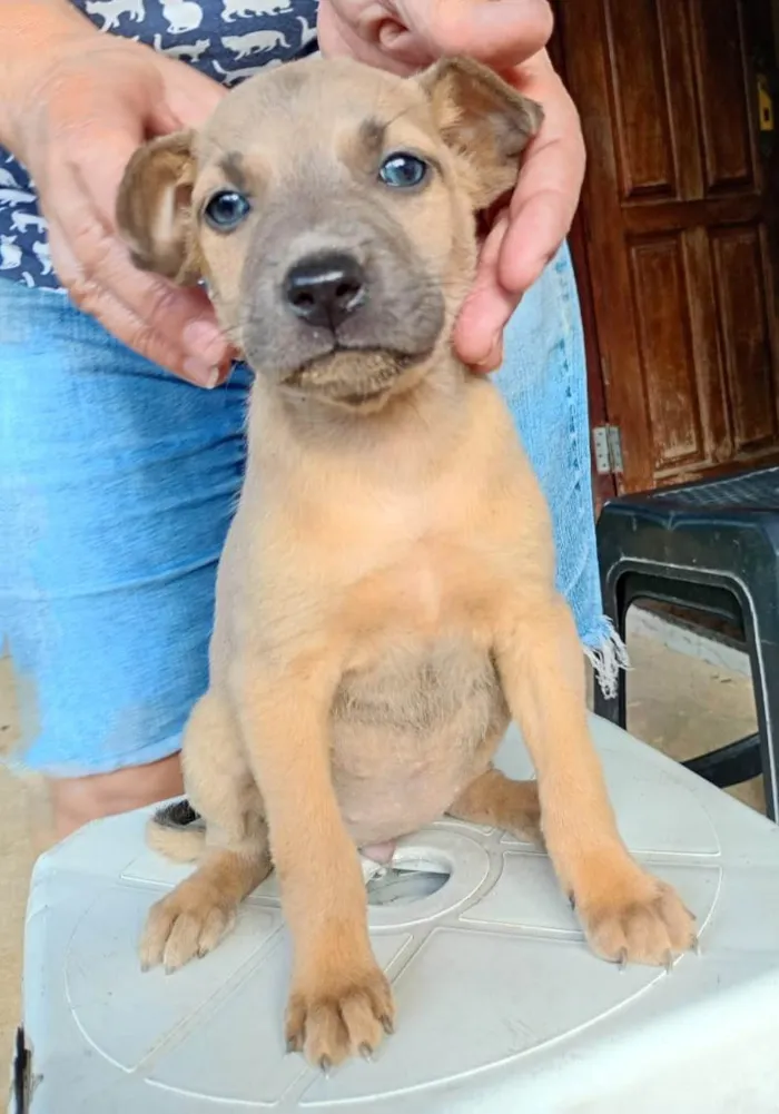 Cachorro ra a SRD-ViraLata idade 2 a 6 meses nome Filhotes