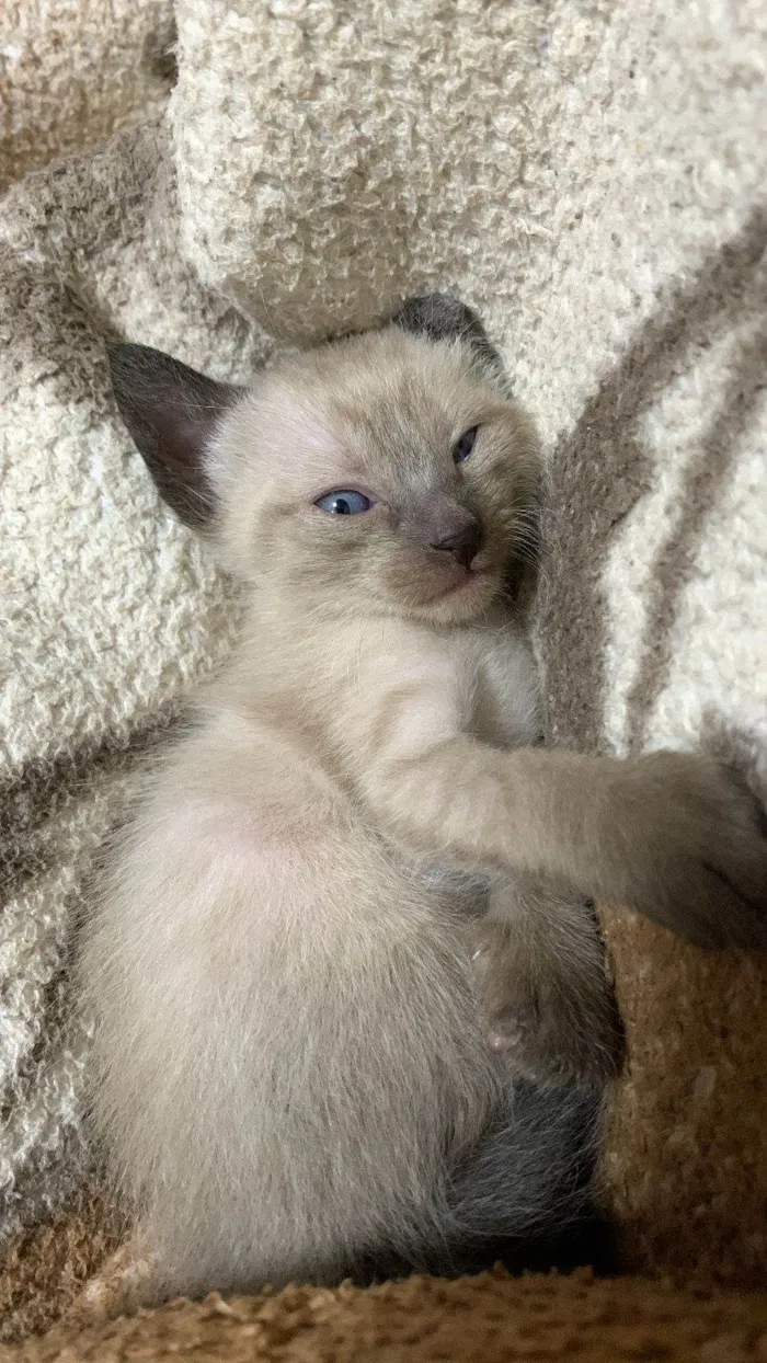 Gato ra a SRD-ViraLata idade 2 a 6 meses nome Sem nome