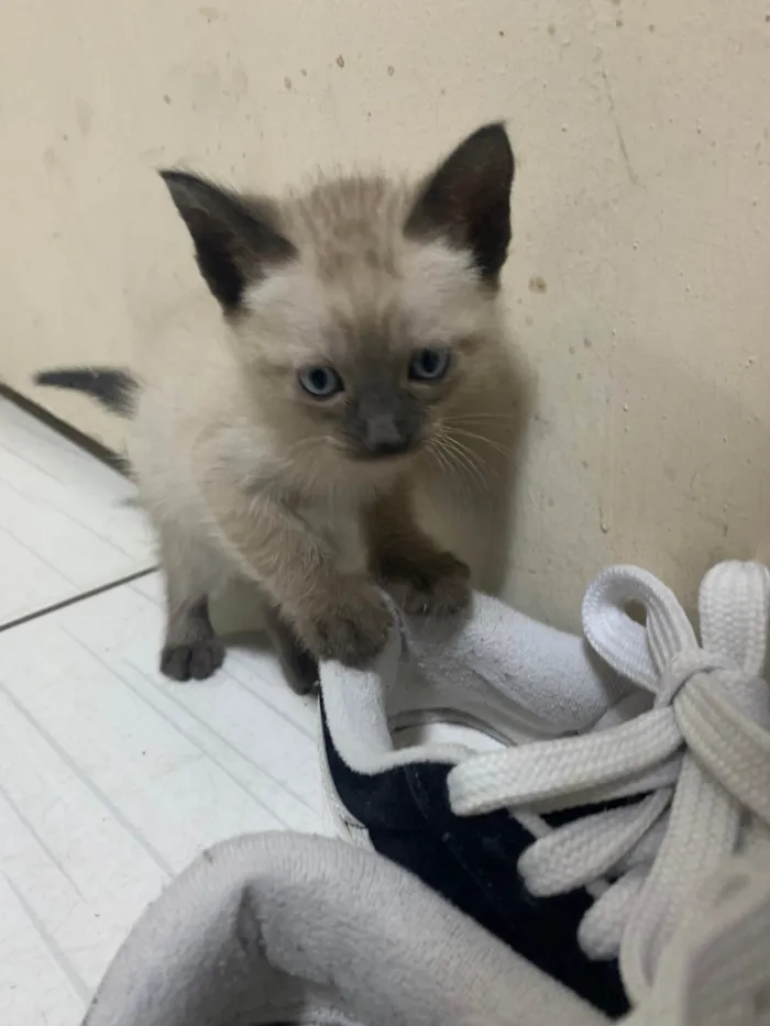 Gato ra a SRD-ViraLata idade 2 a 6 meses nome Sem nome