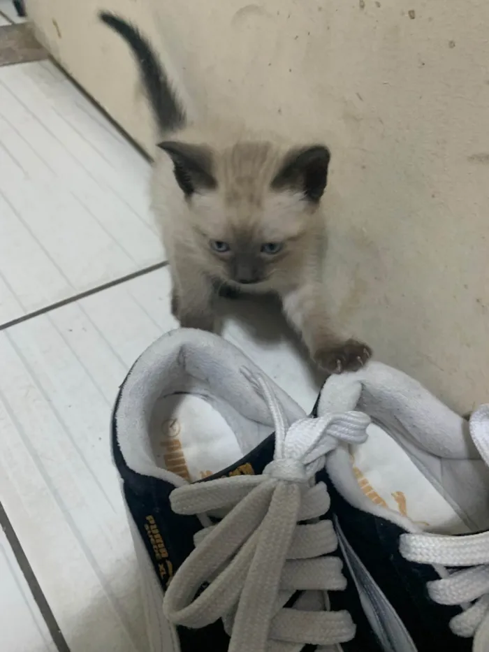 Gato ra a SRD-ViraLata idade 2 a 6 meses nome Sem nome