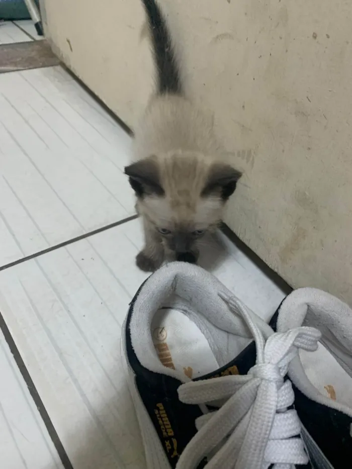 Gato ra a SRD-ViraLata idade 2 a 6 meses nome Sem nome