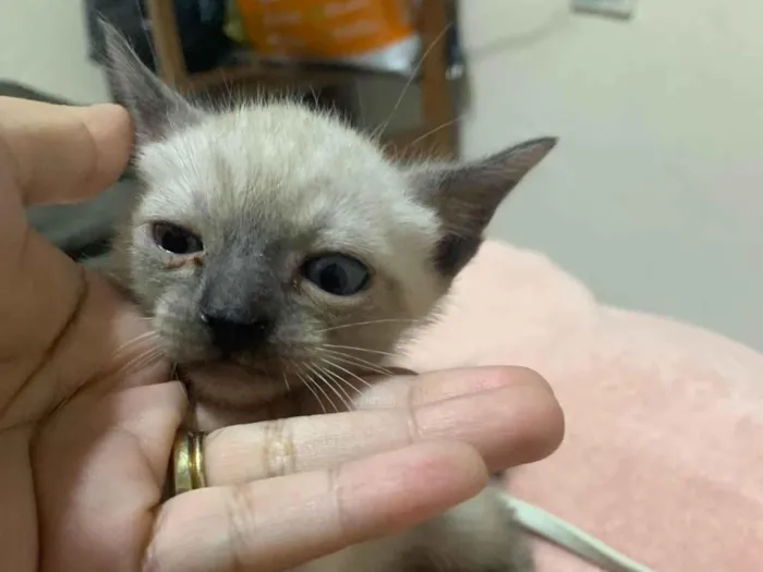 Gato ra a SRD-ViraLata idade 2 a 6 meses nome Sem nome