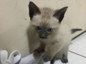 Gato raça SRD-ViraLata idade 2 a 6 meses nome Sem nome