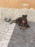 Apólo