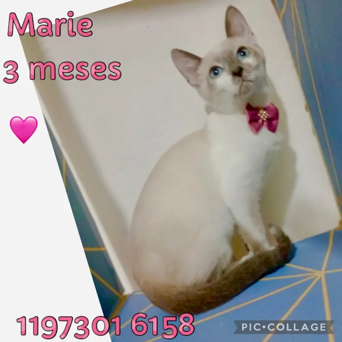 Gato ra a SRD-ViraLata idade 2 a 6 meses nome Marie