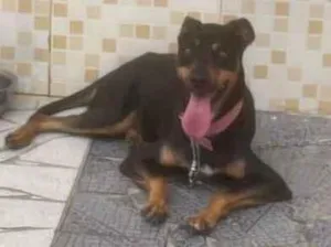 Cachorro raça SRD-ViraLata idade 4 anos nome Apólo 