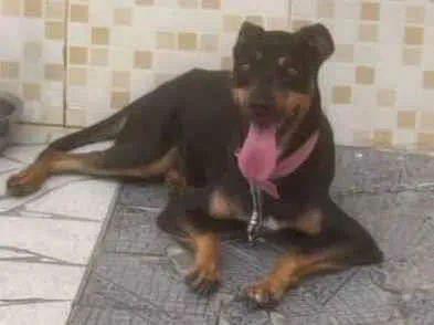 Cachorro raça SRD-ViraLata idade 4 anos nome Apólo 