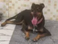 Apólo