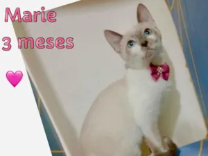 Gato raça SRD-ViraLata idade 2 a 6 meses nome Marie