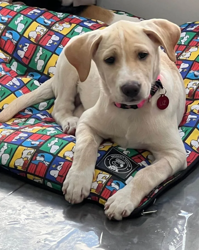Cachorro ra a SRD-ViraLata idade 2 a 6 meses nome Filhotes 