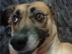 Cachorro raça SRD-ViraLata idade 4 anos nome Ravena 
