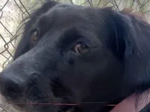Cachorro raça SRD-ViraLata idade 3 anos nome Jade