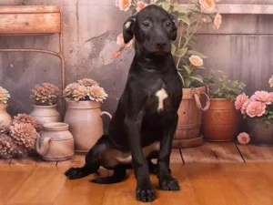 Cachorro raça SRD-ViraLata idade 2 a 6 meses nome Bento 