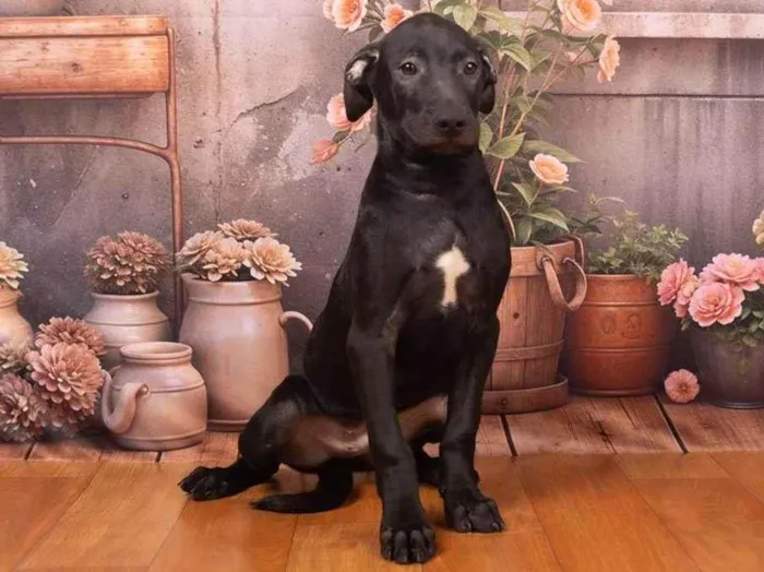 Cachorro ra a SRD-ViraLata idade 2 a 6 meses nome Bento 
