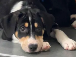 Cachorro raça SRD-ViraLata idade 2 a 6 meses nome Filhotes 