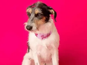 Cachorro raça SRD-ViraLata idade 1 ano nome Nina 