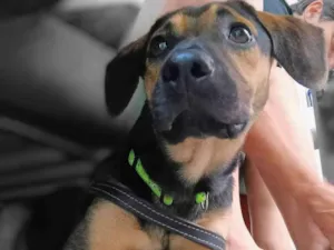 Cachorro raça SRD-ViraLata idade 7 a 11 meses nome Billy 