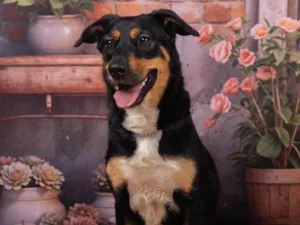 Cachorro raça SRD-ViraLata idade 2 anos nome Kyara 