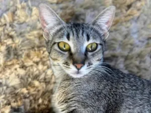 Gato raça SRD-ViraLata idade 1 ano nome Sophie 