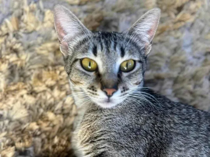 Gato ra a SRD-ViraLata idade 1 ano nome Sophie 