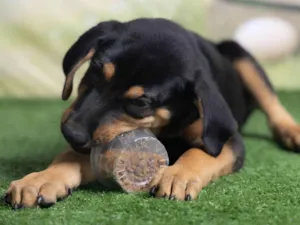 Cachorro raça SRD-ViraLata idade 2 a 6 meses nome Tom
