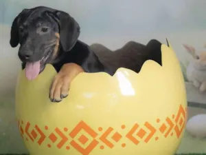 Cachorro raça SRD-ViraLata idade 2 a 6 meses nome Jerry 