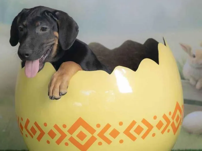 Cachorro ra a SRD-ViraLata idade 2 a 6 meses nome Jerry 