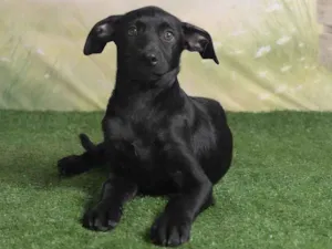 Cachorro raça SRD-ViraLata idade 2 a 6 meses nome Christian 